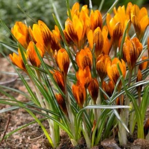 Krokuss "Orange Monarch"